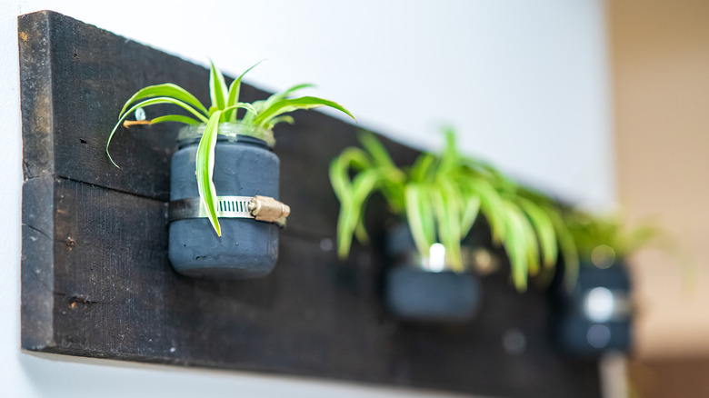 mason jars with plants