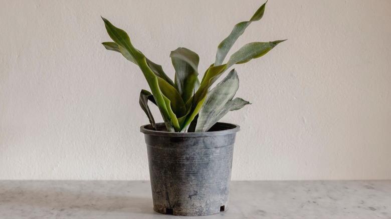 Snake plant with dry-looking leaves