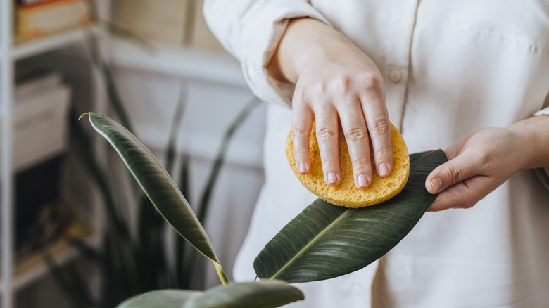 Hands wiping dust off a houseplant