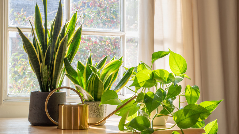 Snake plants in front of a window