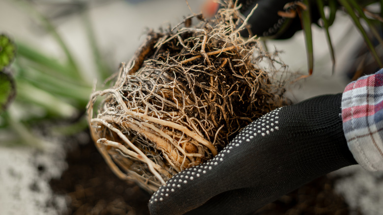 Root-bound plant getting repotted