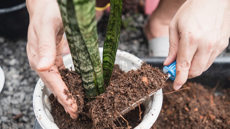 Snake plant soil