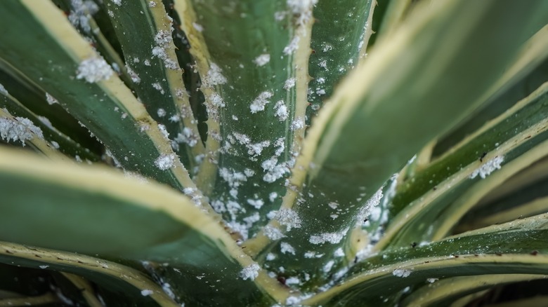 Mealy bugs on a snake plant