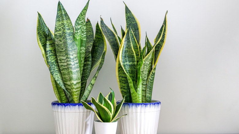 Snake plants in indirect sunlight