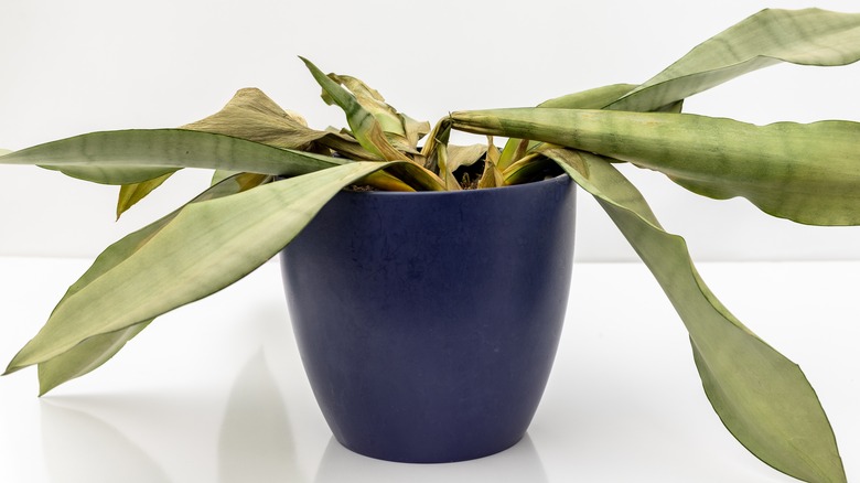 The Ultimate Guide To Saving A Dying Snake Plant