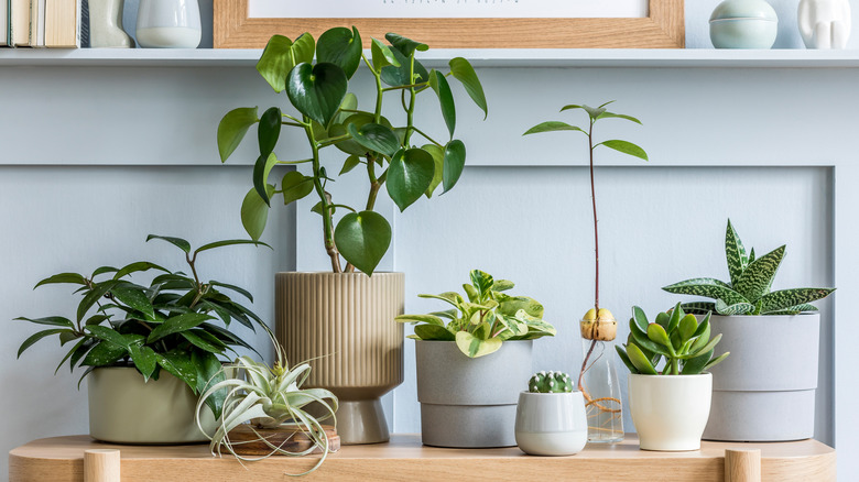 green houseplants in textured pots