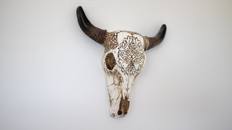 cow skull hanging on wall