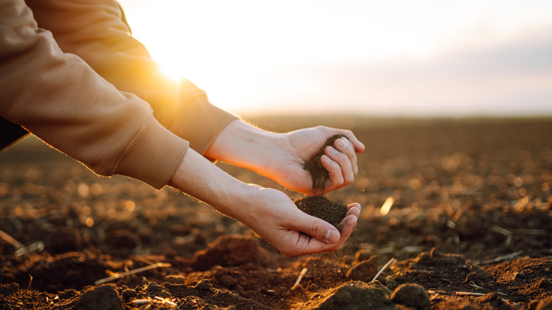 hands holding soil