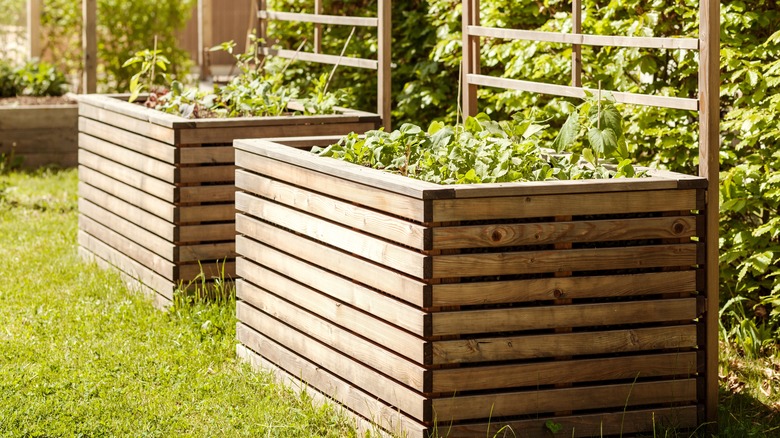 tall, raised garden beds