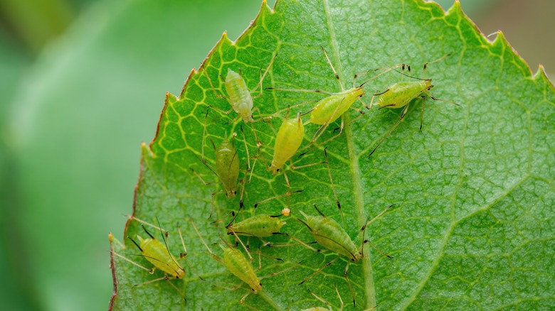 aphids on a leaf