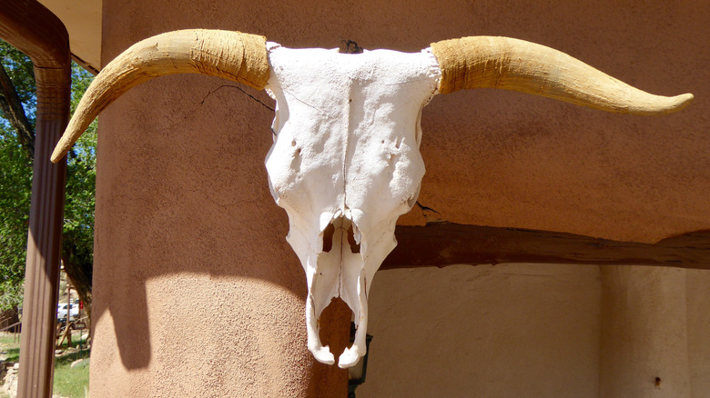 cow skull hanging on wall