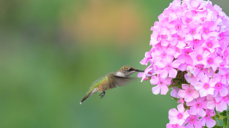 hummingbird feeding on garden phlox