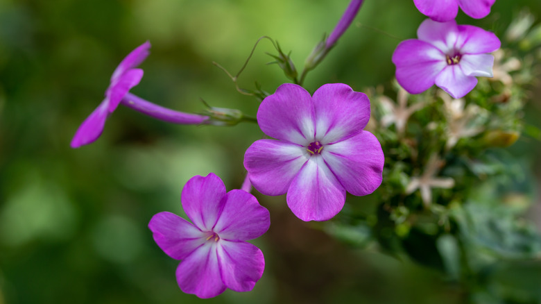 purple garden phlox blooms