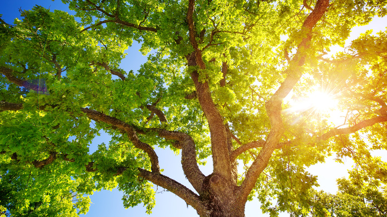 magnificent oak tree