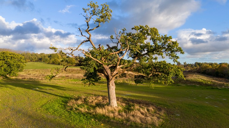 oak tree suffering from dieback