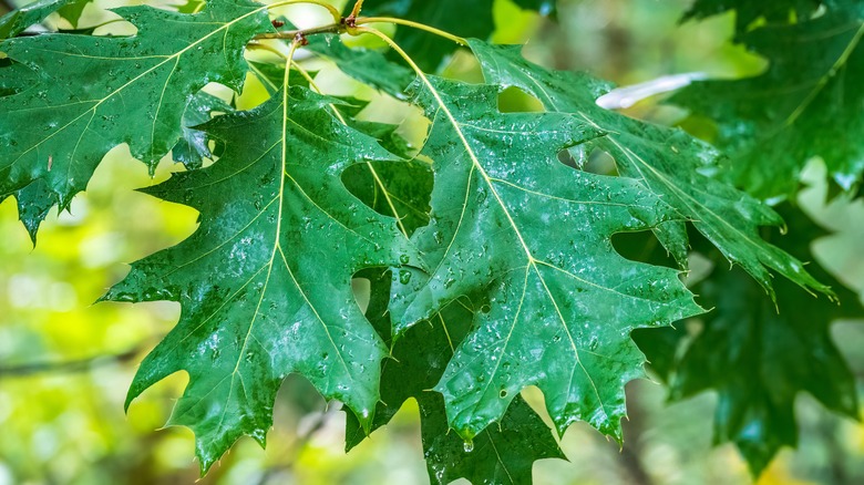 healthy oak leaves after rain