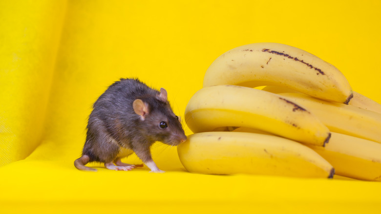 Mouse sniffing bananas