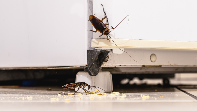 two cockroaches near fridge