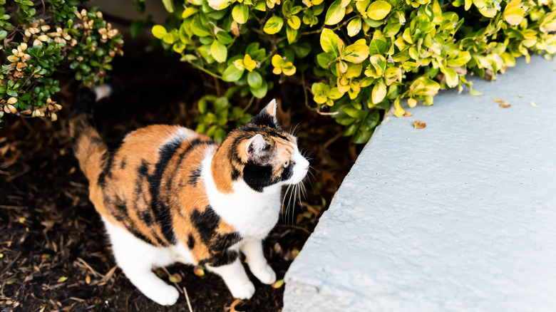 Cat standing in plant bed covered with mulch