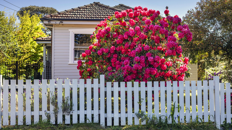 A cozy small house bordered with a white wooden fence.