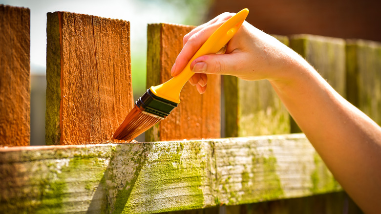 Closeup of a hand treating a wooden fence damaged from moss and mold.