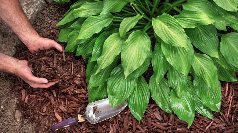 Gardener applies mulch to green garden plant