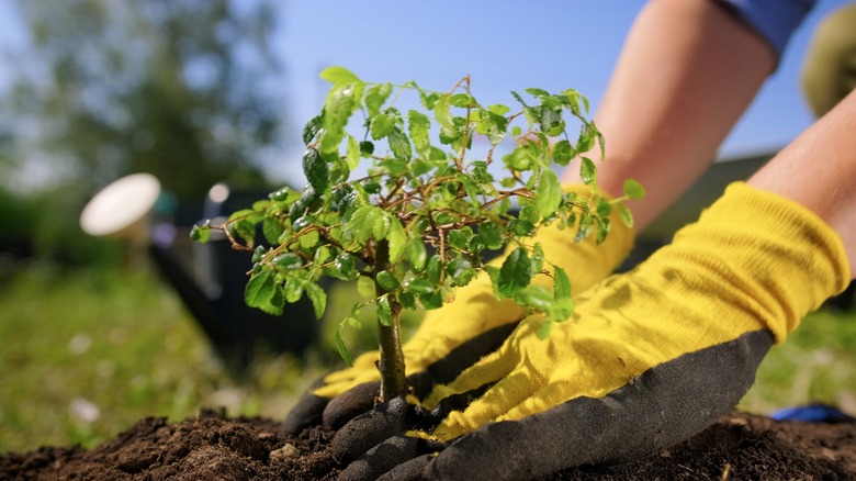 Hands planting bonsai tree