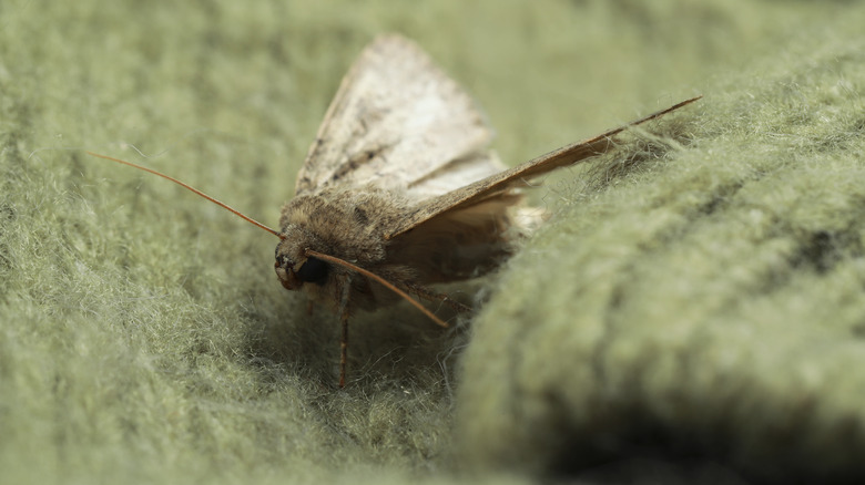 Moth on green sweater