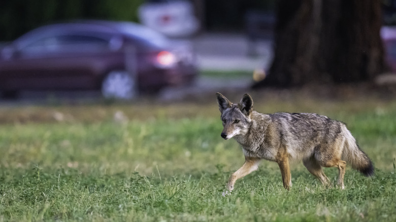 Grey and tan coyote walking through green grass with blurry car in background