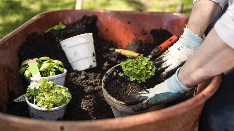 planting parsley