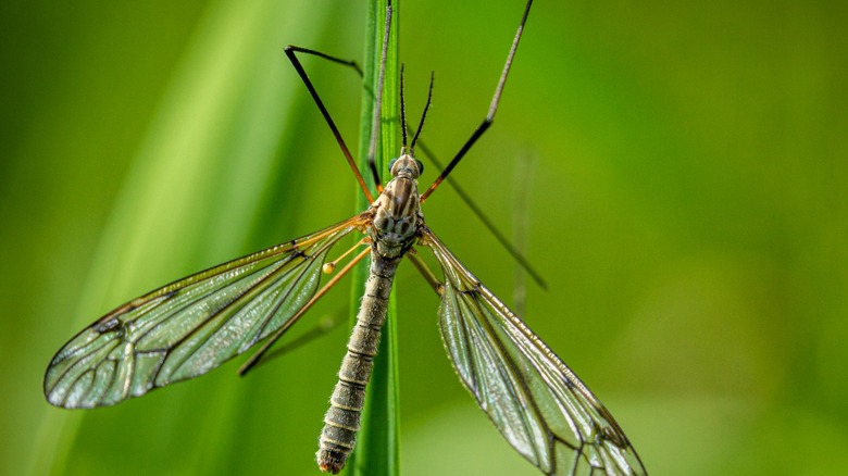 Cranefly on grass blade