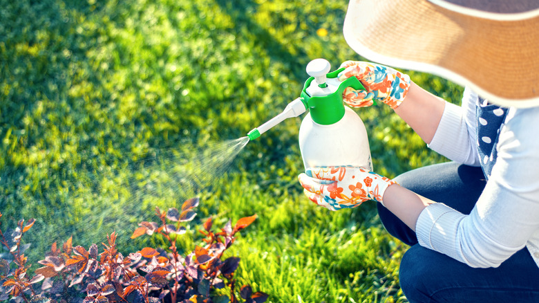 person spraying a garden