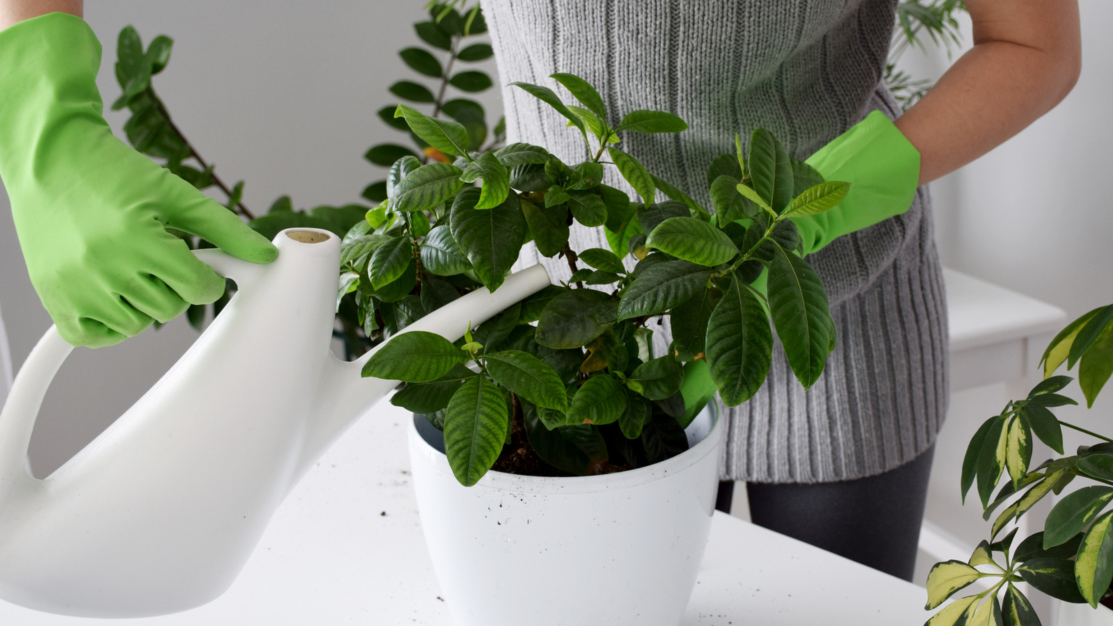 the-unexpected-liquid-you-can-use-to-water-gardenias