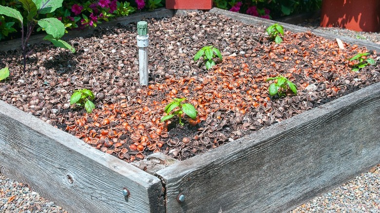 raised bed with hazelnut shells