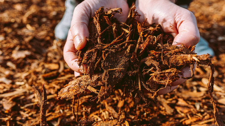 hands holding out wood mulch