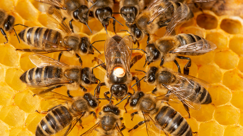 Honeybee honeycomb at work