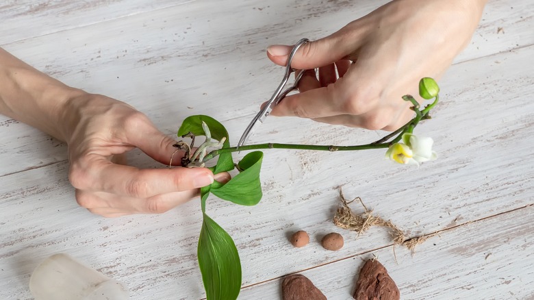 cutting orchid stem with scissors