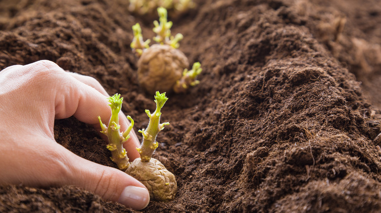 sprouted potatoes in soil