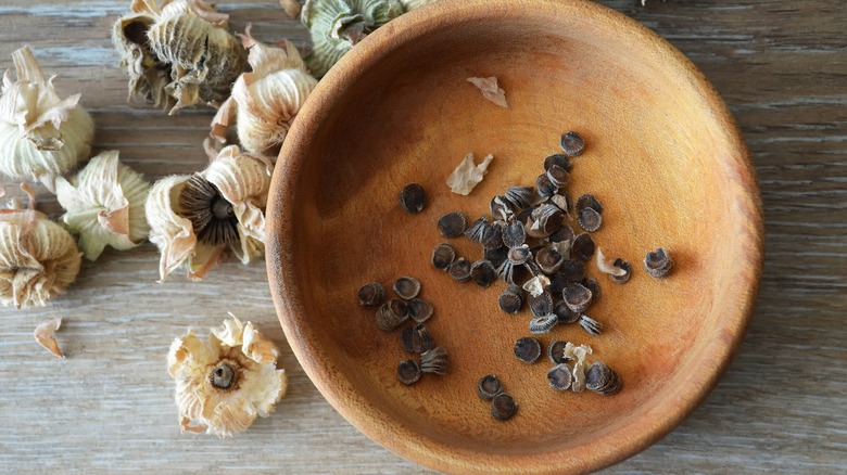 Collection of hollyhock seeds