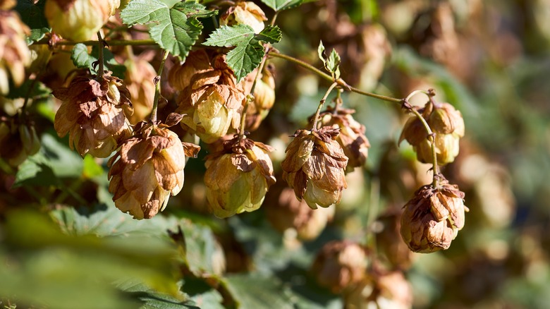 hop flowers drying on vine