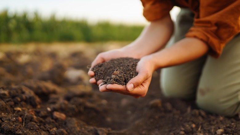 Person holding good soil