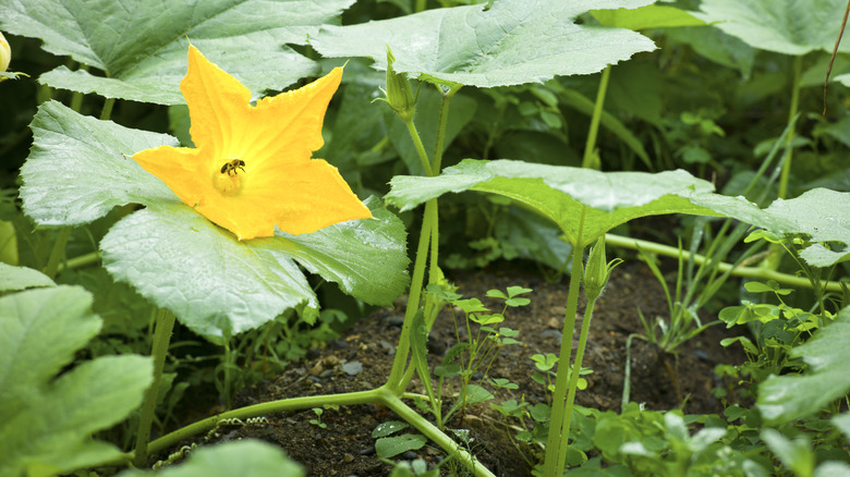 bee pollinating squash family plant