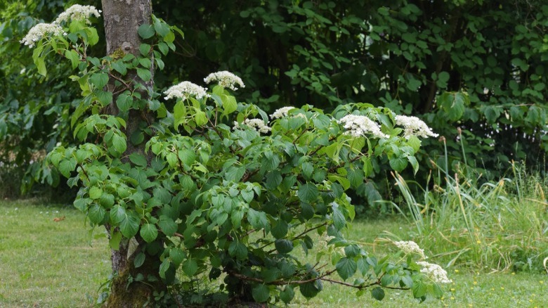 Climbing hydrangeas around tree trunk 