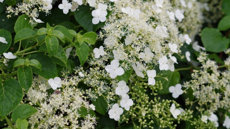 Climbing hydrangeas in bloom 