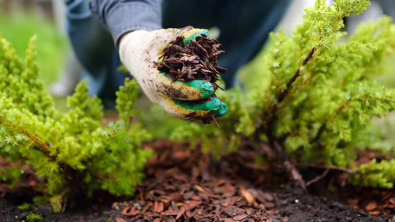 gloved hand applying mulch to evergreen