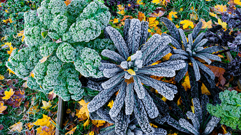 frost on plants and fallen leaves
