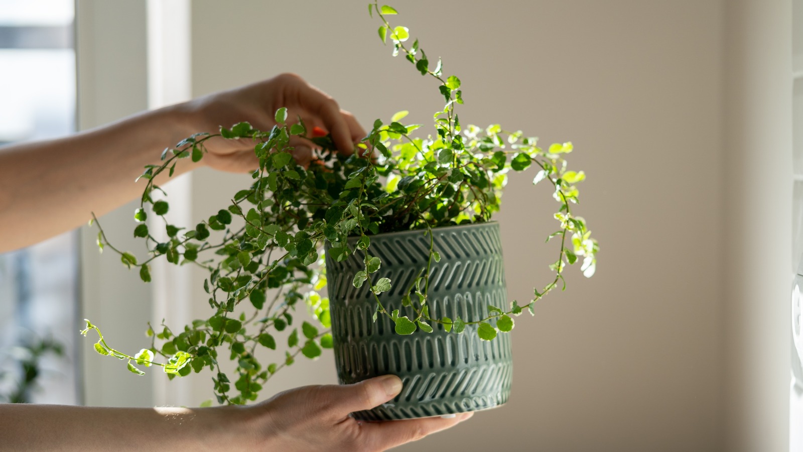 The Unexpected Use For Aluminum Foil That'll Double The Sun Your Indoor ...