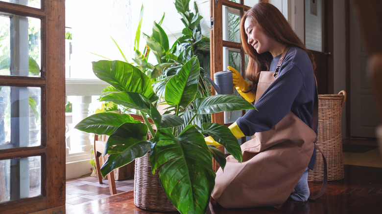 Woman watering houseplant on floor