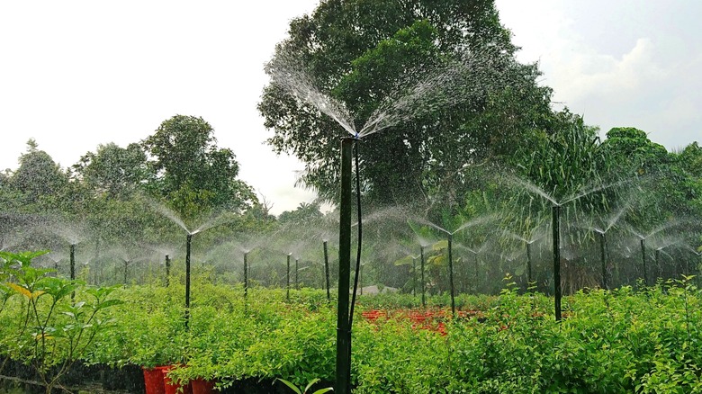 overhead sprinklers watering a garden