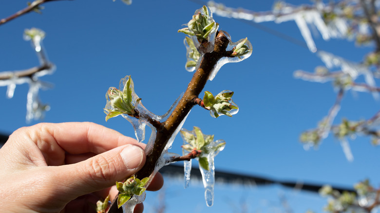 hand holding branch with buds covered in ice